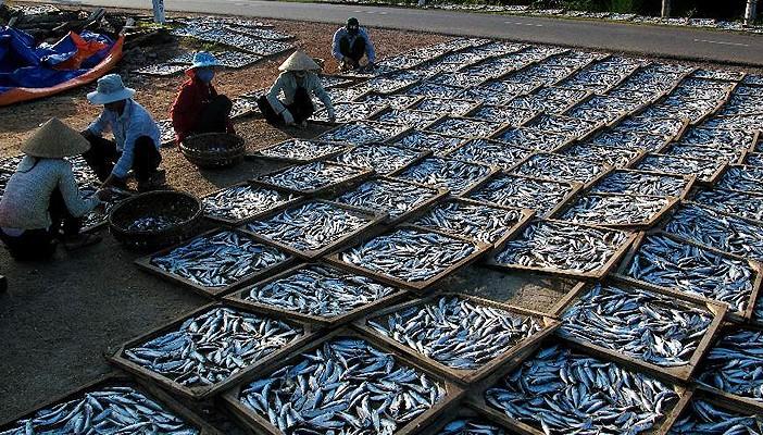 مصر تستورد بـ72 مليون دولار أسماك من فيتنام في 2014