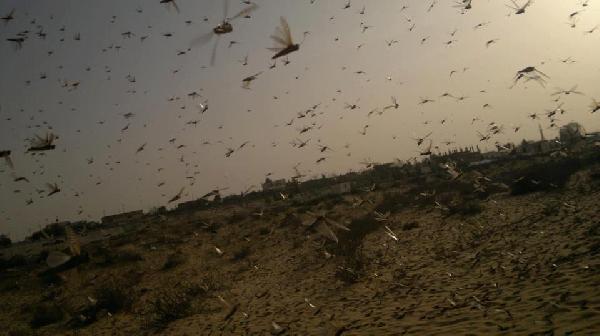 القضاء علي تجمعات من الجراد بسوهاج