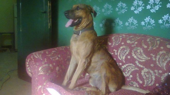 بعد حبس “قتلة ماكس”.. القضاء يقتص للكلاب فقط