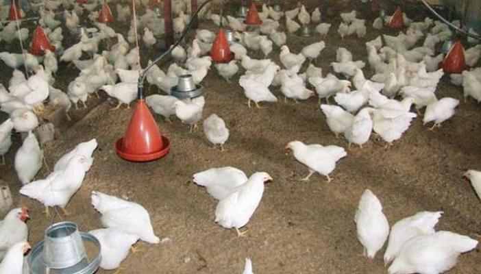 ارتفاع أسعار الدواجن في الفيوم