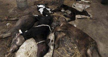 نفوق 25 رأس ماشية في الدقهلية لإصابتهم بالحمى القلاعية