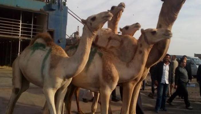 سحب عينات من شحنة جِمال سودانية بعد ثبوت إصابة بعضها بـ”كورونا”