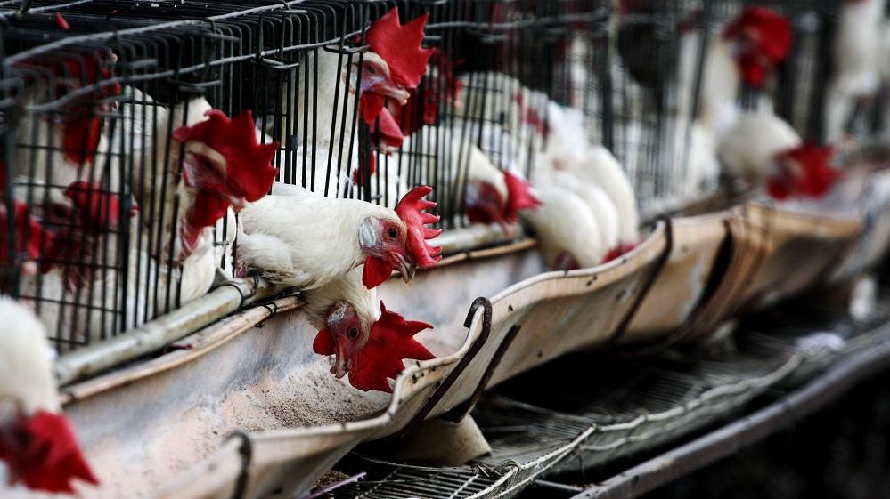 “الزراعة” تحدد شروط إقامة مزرعة دواجن بالأراضي الصحراوية.. تعرف عليها