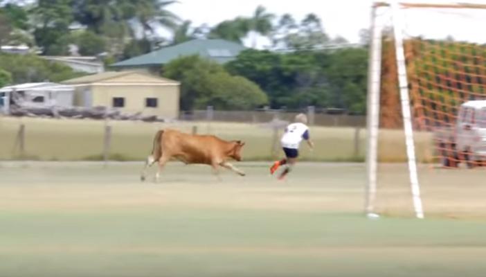 بالفيديو.. شاهد بقرة تقتحم مباراة كرة قدم وهروب اللاعبين