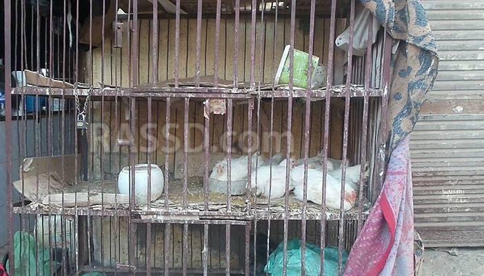 مواطنو الشرقية بعد ارتفاع أسعار الدواجن: “نبطل أكل أحسن”