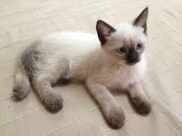 جمعية تطلق خدمة لتوصيل الحيوانات الأليفة التائهة لأصحابها