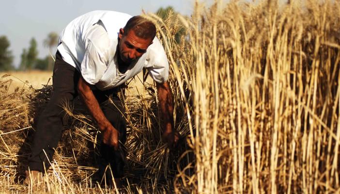 18 مليون جوال لاستلام القمح من المزارعين أول أبريل