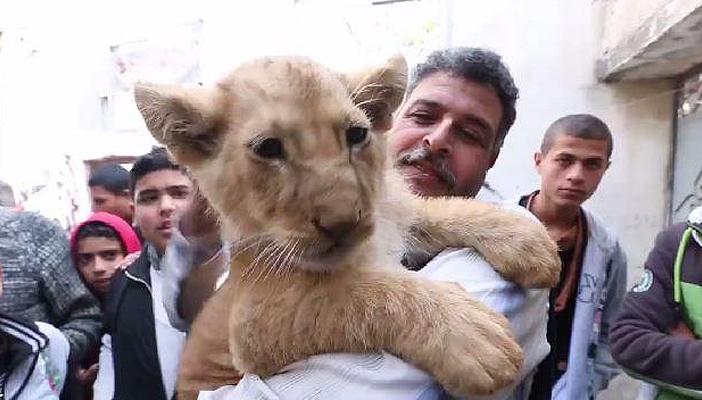 بالفيديو.. انتشار ظاهرة تربية الأسود في غزة