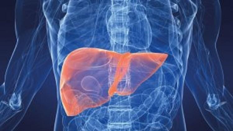 علماء يابانيون يبتكرون كبدا صناعيا يؤدي وظائف الكبد البشري