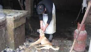 سجن متهم يذبح كلبا ويعده للطعام بالمنصورة