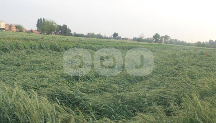 بالصور.. خسائر فادحة في محصول القمح بالشرقية