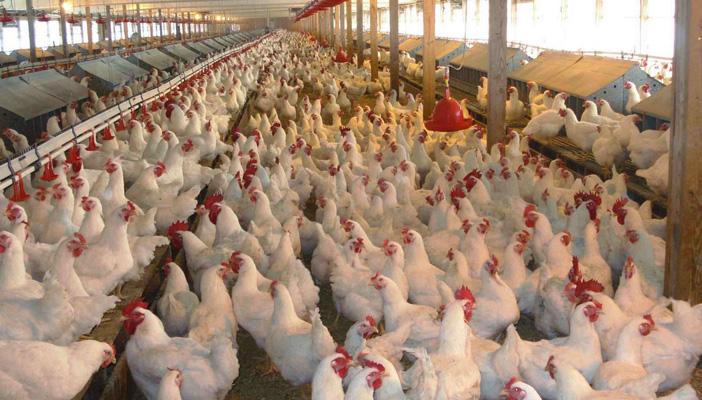 بسبب الأنفلونزا.. الطب البيطري يقوم بإعدام 7 آلاف دجاجة في الفيوم
