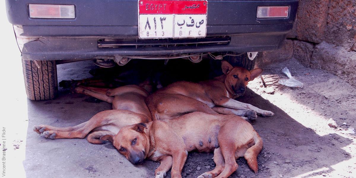 موقع أميركي: نقل كلاب مصرية مشردة من مصر إلى أميركا للعلاج والتبني