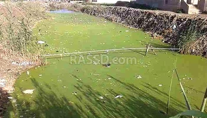 الرى في كفر الشيخ بالصرف الصحي يهدد أرواح الفلاحين