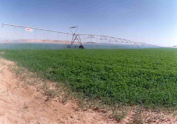 340 ألف فدان للاستثمار الزراعى لأهالى سيوة وسيناء وأسوان