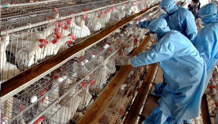 وزارة الزراعة: 291 بؤرة مصابة بأنفلونزا الطيور بـ 25 محافظة