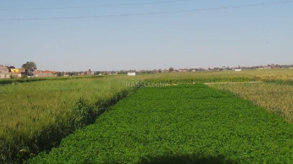 فلاحو أسيوط ضحية السوق السوداء وسط تجاهل حكومي