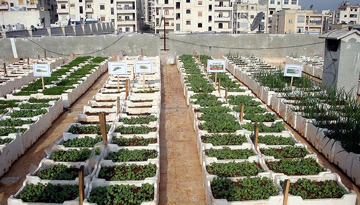 احصد المال من على سطح بيتك في خطوات