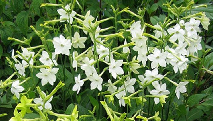 مفاجأة.. زهور التبغ تعالج السرطان