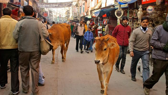 الحكومة الهندية تتعهد بحظر لحوم الأبقار