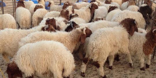 فيديو صادم.. السبب وراء إغلاق هذا “المسلخ” في فرنسا