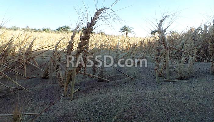 فلاحو الفيوم يعانون كساد زراعاتهم بعد تصحر أراضيهم