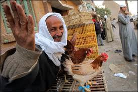 السويس تحاصر أنفلونزا الطيور