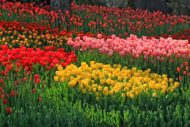 اسطنبول تتزين بـ 20 مليون زهرة توليب