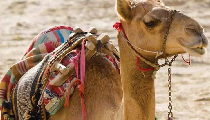 العثور على هيكل جمل من أيام العثمانيين بالنمسا