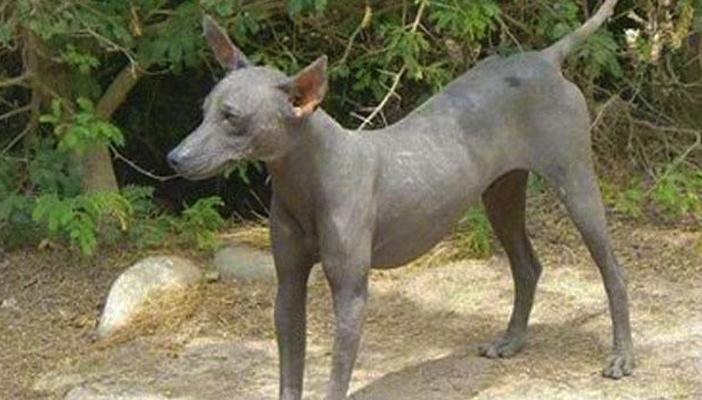 فيديو.. السلعوة تظهر من جديد في القاهرة الجديدة