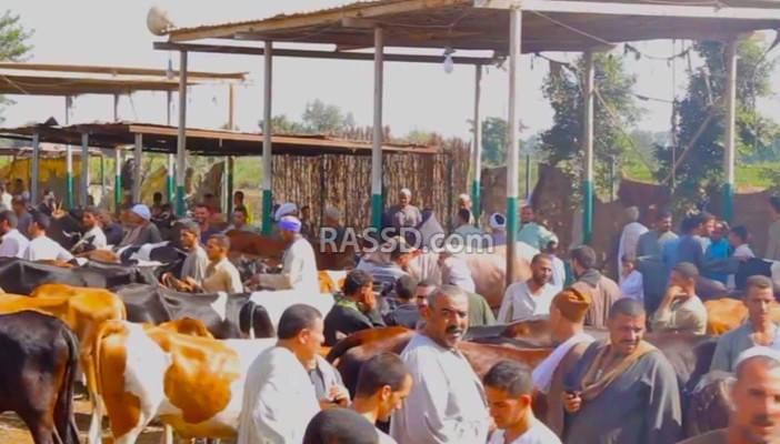 كساد في سوق الماشية بسبب الغلاء وانعدام الآمان