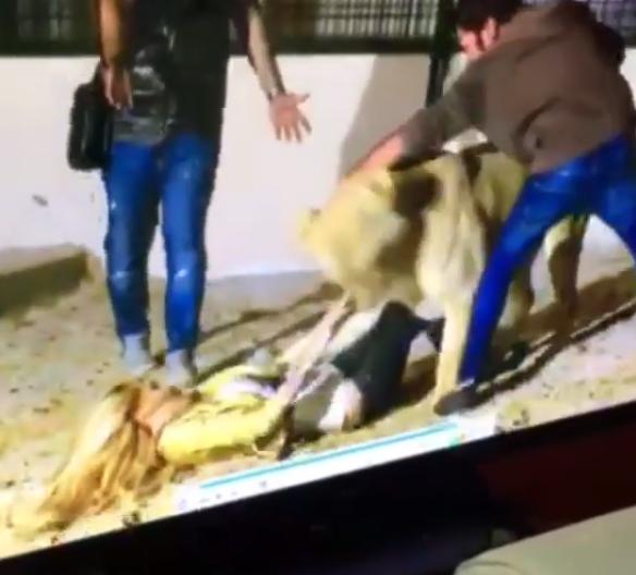 بالصور.. أسد ينقضُّ على الفنانة دومينيك حوراني