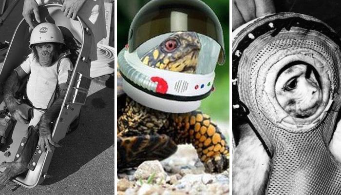 ليس البشر وحدهم.. تعرّف على أغرب مسافري رحلات الفضاء