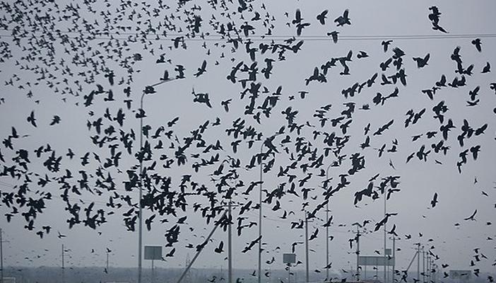 حملة لتشجيع المواطنين على قتل الغربان في السويس