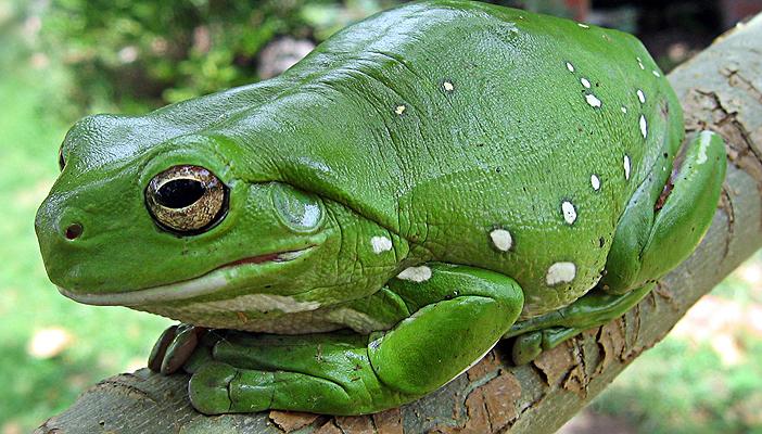 حدث في لندن.. إنقاذ ضفدع مخلبي نادر من الانقراض