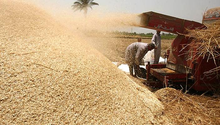 بدء موسم توريد القمح.. والتموين تتوقع استلام أكثر 3 ملايين طن