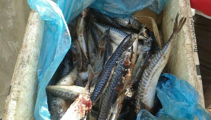 ضبط أجبان ولحوم و1050 كيلو فسيخ وأسماك غير صالحة للاستهلاك بالإسكندرية