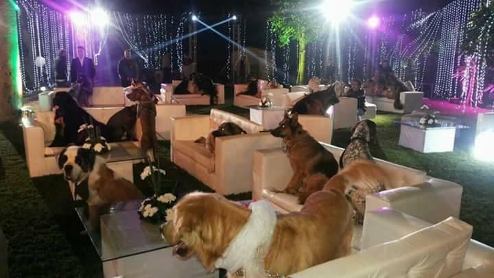 أول فرح مصري معازيمه من “الكلاب”