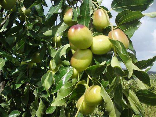 دراسة: الحمص الأخضر يقوي المناعة ويقلل نسب الإصابة بالسرطان