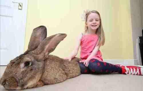 أكبر أرنب في العالم يدخل موسوعة جينيس.. يزن أكثر من 22 كيلو