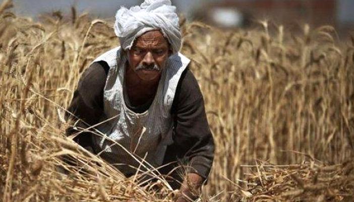 فلاحو بني سويف: “خسرنا في كل المحاصيل والحكومة مطنشانا”