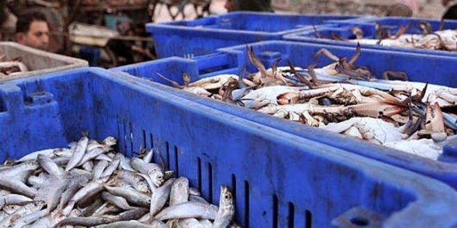 مصدر: السعودية رفضت استلام شحنة أسماك من مصر لعدم صلاحيتها