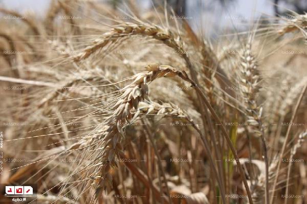 توريد سلع تموينية فاسدة بقنا والرقابة تتصدى