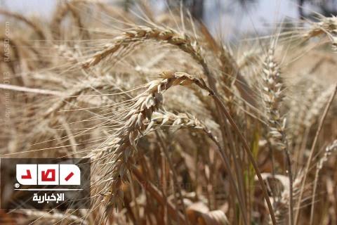 محافظ قنا: محصول القمح تتضاعف عن العام السابق