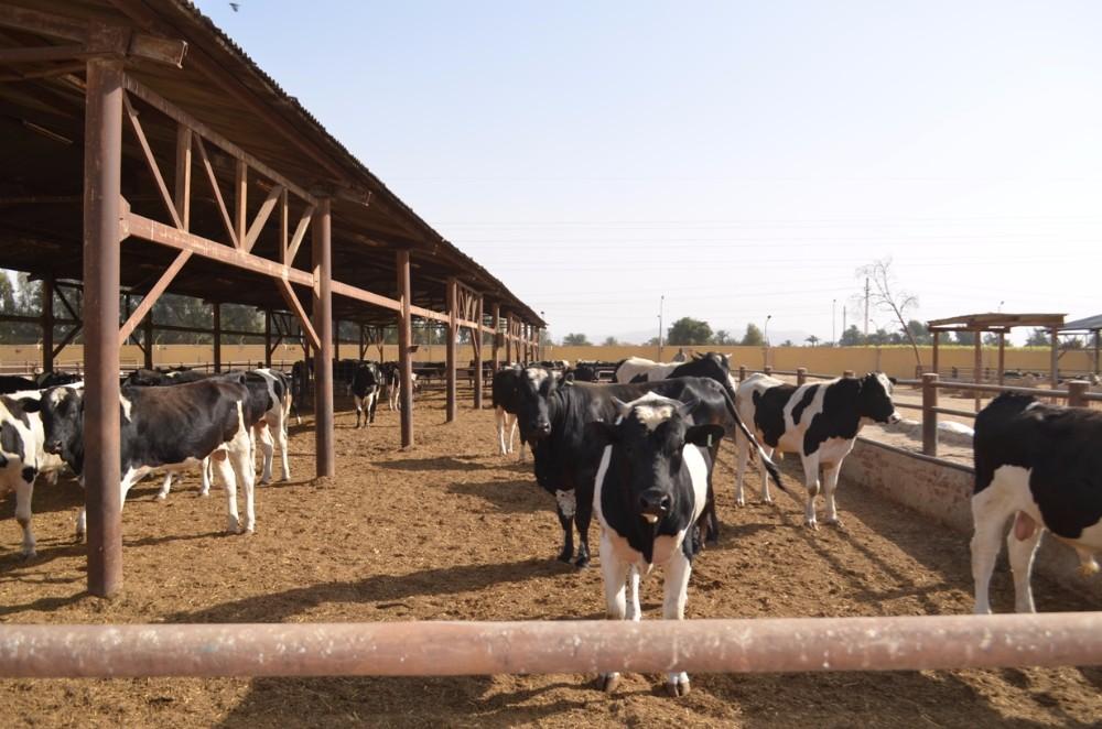 لبدء مشروع البتلو.. الحكومة ترصد 300 مليون جنيه