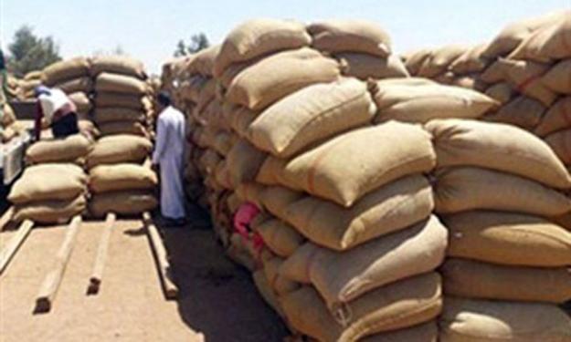 توريد 7943 طنا و755 كيلو جرام من محصول القمح بقنا