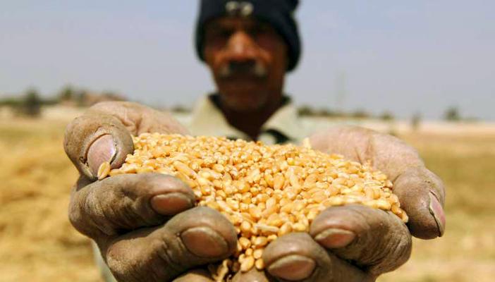 مافيا القمح .. حكومة محلب تفشل في القضاء عليها.. والكادحون هم الضحية