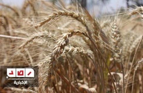 قنديل : نجحنا فى تحقيق الاكتفاء الذاتي من القمح بنسبة 65%