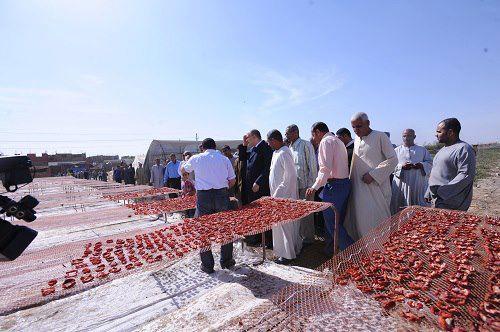 زراعة الأقصر تبدأ حملة مكافحة سوسة النخيل