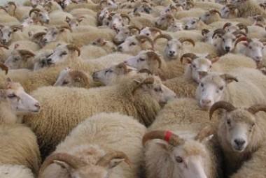 استراليا توقف تصدير الماشية لمصر بسبب انتهاكات لحقوق الحيوان